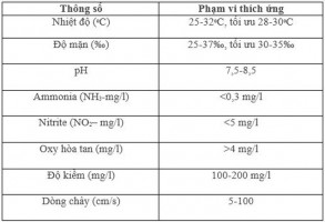 Chia sẻ Cách nuôi tôm hùm hiệu quả