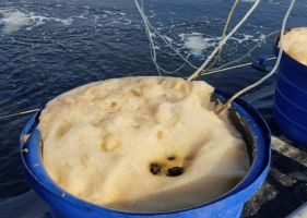 Microbial Solutions – Boosting Shrimp Farming Performance Microbial Solutions – Boosting Shrimp Farming Performance