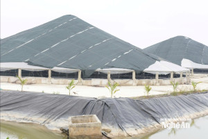 Para Combatir el Calor, los Agricultores de Nghe An Trasladan los Camarones a Sistemas Cerrados de Malla