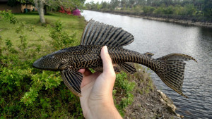 La proliferación del pez pleco en el lago Dầu Tiếng provoca dificultades para los pescadores debido a la disminución de los recursos pesqueros