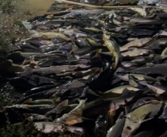 Chủ trại cá tầm khóc nghẹn vì 30 tấn cá chết ngạt, thiệt hại tiền tỷ