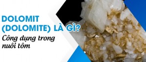 Sử Dụng Dolomite Lime Trong Nuôi Tôm: Lợi Ích và Cách Thực Hiện