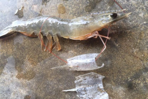 Bệnh đốm trắng (WSD) trên tôm: Nguyên nhân, dấu hiệu và cách chẩn đoán chính xác