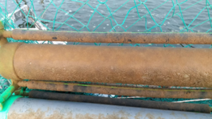 Compartir: Mancha Dollar (Enfermedad del Césped): Causas de la reinfección aun después de un tratamiento adecuado