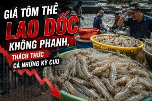 Giá tôm thẻ lao dốc không phanh, thách thức cả những kỳ cựu