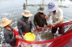 Chia sẻ: Giá tôm tươi tăng, nông dân phấn khởi tại HCM Chia sẻ: Giá tôm tươi tăng, nông dân phấn khởi tại HCM