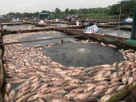 Unusual Weather Disrupt Fish Farming Operations During Transition Period
