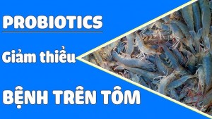 Sử dụng Probiotics cho Sức Khỏe Tôm, Tác Động Là Gì?