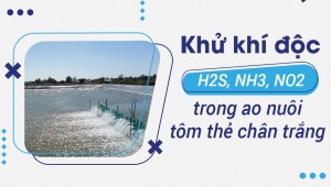 Chiến Lược Hiệu Quả Kiểm Soát Ammonia Trong Ao Nuôi Tôm Chân Trắng (Vannamei)