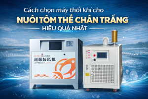 Cách chọn máy thổi khí cho nuôi tôm thẻ chân trắng hiệu quả nhất