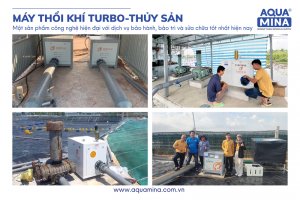 Máy thổi khí thủy sản: Giải pháp xử lý tôm thiếu oxy và chọn máy Turbo tối ưu điện cho ao nuôi