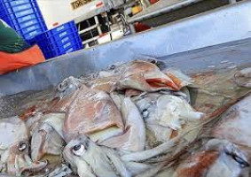 Argentina mở rộng ngư trường mực ống, sản lượng tăng