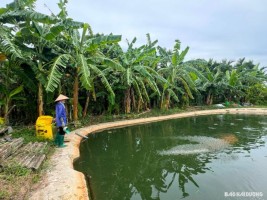 Nguồn nước nuôi thủy sản ở một số vùng bị ô nhiễm Nguồn nước nuôi thủy sản ở một số vùng bị ô nhiễm