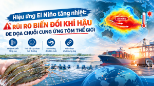 Hiệu ứng El Niño tăng nhiệt: Rủi ro biến đổi khí hậu đe dọa chuỗi cung ứng tôm thế giới
