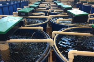 Công nghệ nuôi tôm ít thay nước: Giải pháp cho nguồn nước ô nhiễm