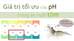 Ảnh hưởng của Độ pH của Nước đối với Nuôi Tôm Thẻ Chân Trắng