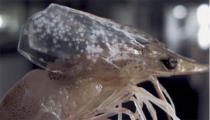 Prevención de la enfermedad del manchado blanco en el camarón patiblanco