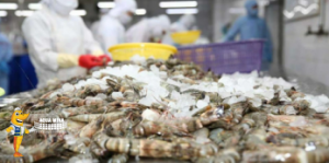 Export shrimp prices in Ecuador sharply declined in July 2023