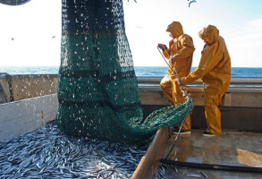 Fuel prices surpass tariffs, becoming a major burden on the global seafood industry