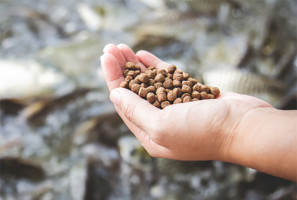 New aquafeed import policy clarifies procedures and shortens processing time