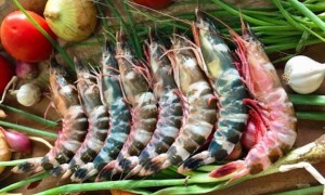 Sau sáp nhập, một tỉnh có thế mạnh về cà phê bất ngờ thành ‘vựa nuôi tôm’ lớn Sau sáp nhập, một tỉnh có thế mạnh về cà phê bất ngờ thành ‘vựa nuôi tôm’ lớn