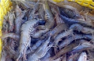 End-of-Season Shrimp Prices Reach Record Highs