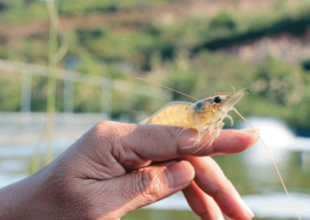 Cải thiện tăng trưởng và hành vi kiếm ăn của tôm thẻ chân trắng nuôi thương phẩm