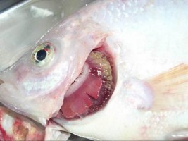 Trị bệnh mang trắng cá diêu hồng