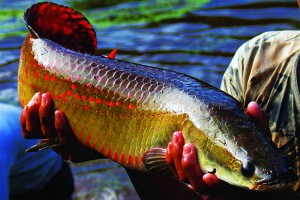 Perspectivas del cultivo de Arapaima (Pez paiche)