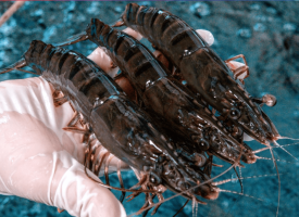 TOPGEN launches new black tiger shrimp, signs strategic partnership