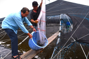 “El camarón tecnológico” en Long Điền
