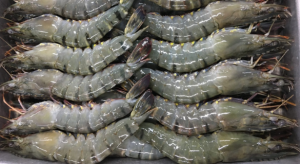 Dynamics of Vannamei Shrimp Market and Its Influence on Prices