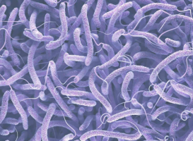 Nhận biết vi khuẩn Vibrio ở tôm thẻ chân trắng là nguyên nhân gây ra nhiều bệnh