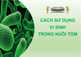 Chia sẻ cách sử dụng vi sinh nuôi tôm tăng tỷ lệ thành công