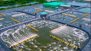 VietShrimp 2025 trở lại với chủ đề 'Xanh hóa vùng nuôi'