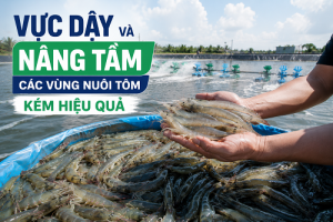 Vực dậy và nâng tầm các vùng nuôi tôm kém hiệu quả