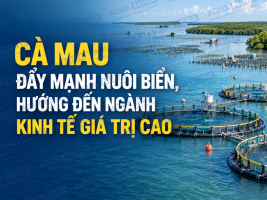 CA MAU IMPULSA EL DESARROLLO DE LA ACUICULTURA MARINA DE 2026 A 2030, CON VISIÓN HASTA 2045