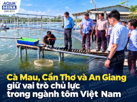 Cà Mau, Cần Thơ và An Giang giữ vai trò chủ lực trong ngành tôm Việt Nam