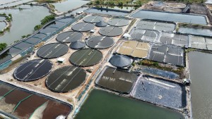 Las empresas del sector camaronero se adaptan proactivamente a las fluctuaciones internacionales