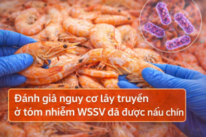 Đánh giá nguy cơ lây truyền ở tôm nhiễm WSSV đã được nấu chín