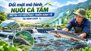 Đổi mới mô hình nuôi cá tầm, mở ra cơ hội phát triển kinh tế tại Nậm Chày