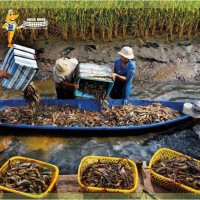 In 2023, the people in Tra Vinh province welcomed the good news of giant river prawn farming