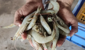 A new breakthrough in the prevention of diseases caused by the microsporidian parasite EHP in shrimp farming