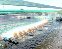 Ứng dụng KHCN: “Đòn bẩy” nâng tầm ngành thủy sản Việt Nam Ứng dụng KHCN: “Đòn bẩy” nâng tầm ngành thủy sản Việt Nam