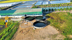Dự án cung cấp 4 hồ nuôi cá tại Cty NVBP tại huyện Châu Phú, tỉnh An Giang